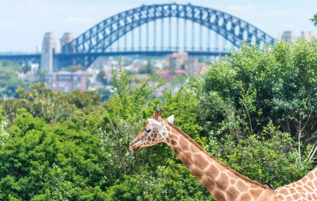 Sydney Zoo