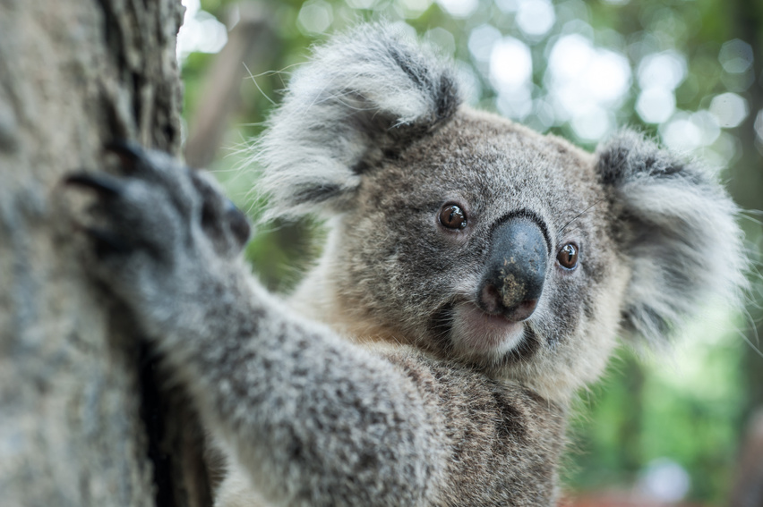 australian koala sit on tree, Sydney, NSW, australia. exotic ico